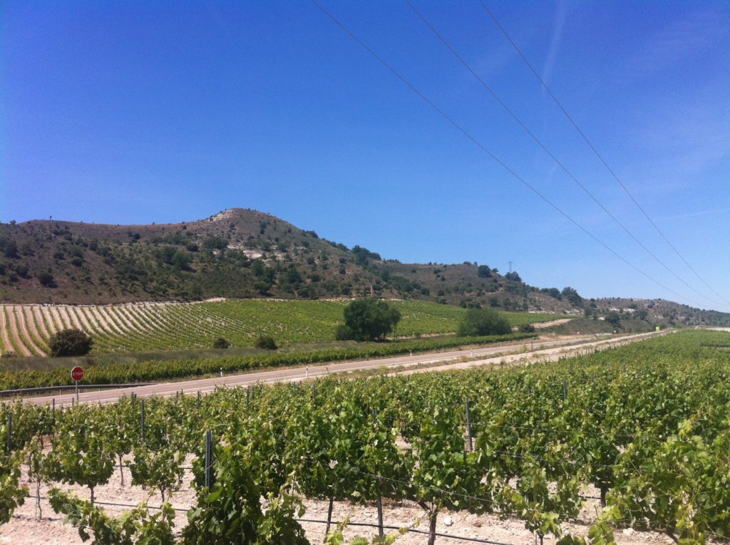 Gestión técnica de viñedo en Ribera del Duero
